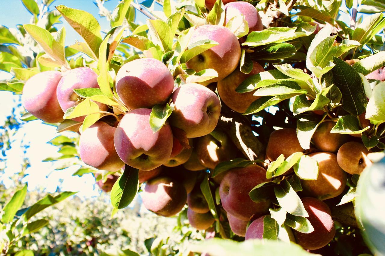 Cheverells Farm Grabouw Ngoại thất bức ảnh